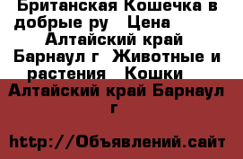 Британская Кошечка в добрые ру › Цена ­ 500 - Алтайский край, Барнаул г. Животные и растения » Кошки   . Алтайский край,Барнаул г.